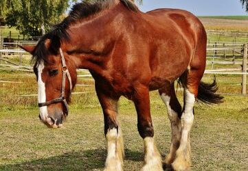 Estudiar el curso cuidador de caballos