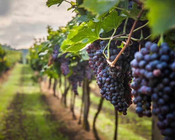 Fórmate en elaboración de vinos con el Máster en Enología.