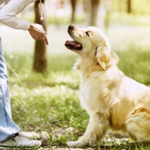 Aprende las técnicas de adiestramiento con este Máster en Adiestramiento Canino.