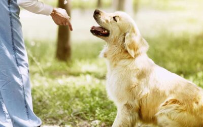 Aprende las técnicas de adiestramiento con este Máster en Adiestramiento Canino.