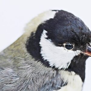 Con el Máster en Taxidermia estudiarás el proceso de disecado de animales exóticos, mamíferos y aves.