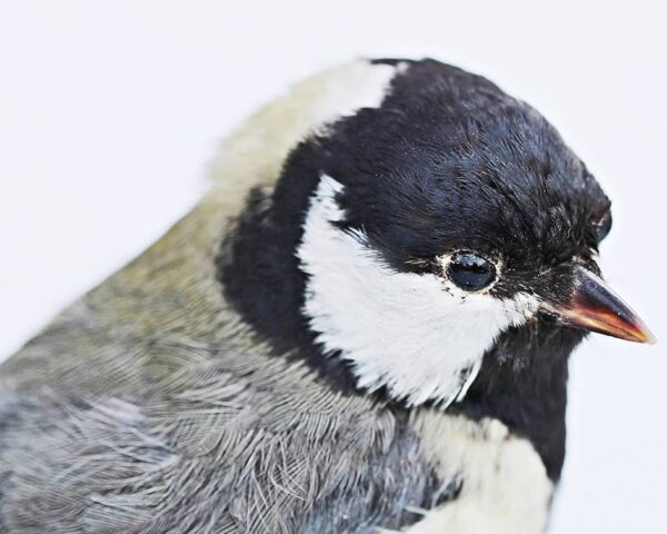 Con el Máster en Taxidermia estudiarás el proceso de disecado de animales exóticos, mamíferos y aves.