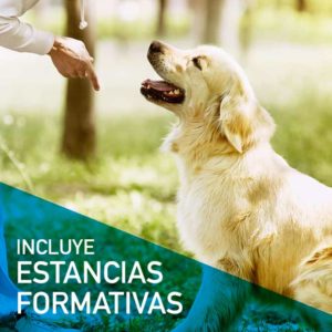 Estudia online el Máster en Adiestramiento Canino