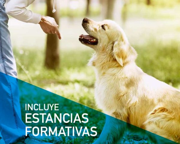 Estudia online el Máster en Adiestramiento Canino