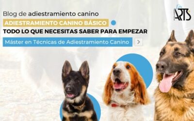 Adiestramiento canino básico: todo lo que necesitas saber para empezar