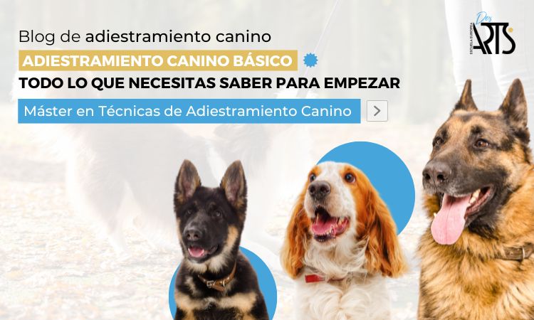 Conoce el adiestramiento canino básico