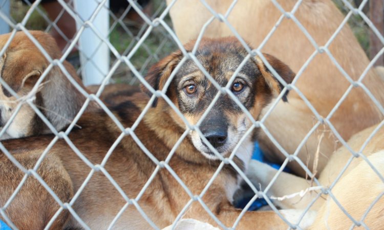 Consejos de un adiestrador al adoptar perros