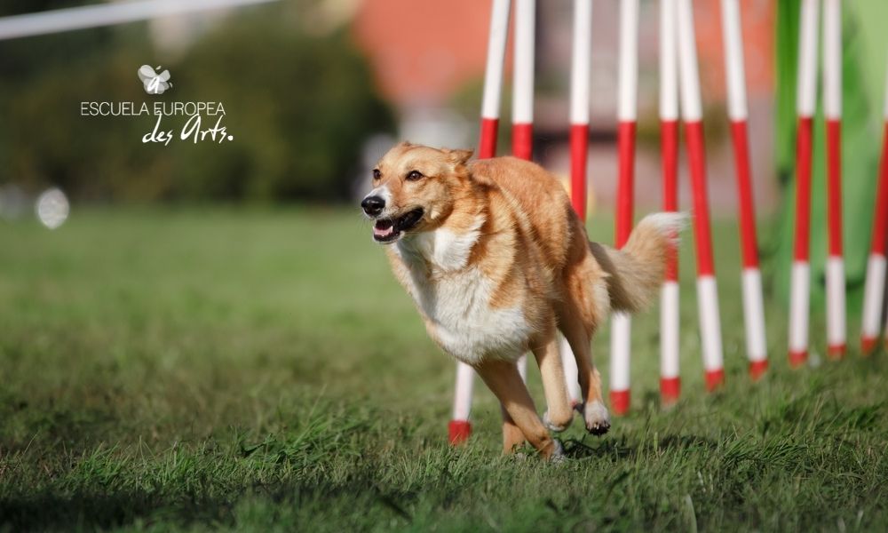 Descubre el agility y las ventajas de este deporte para tu amigo canino