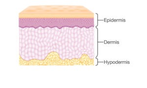 Tenemos tres capas de la piel, la epidermis, la dermis y la hipodermis. El tatuaje se hace en la dermis.