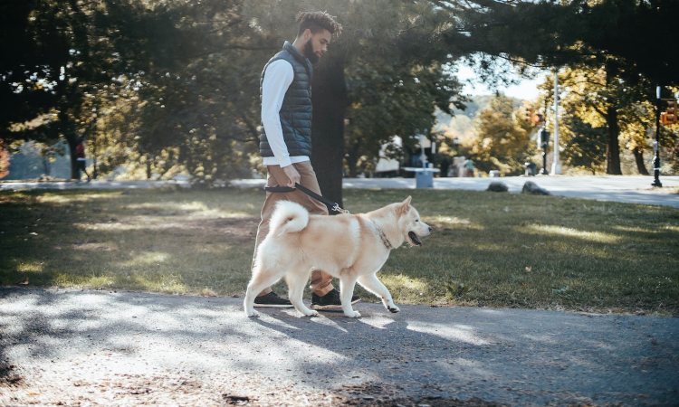 Descubre cómo adiestrar un perro desde cero