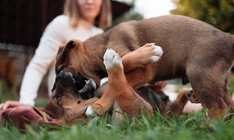 Descubre cómo educar a un cachorro