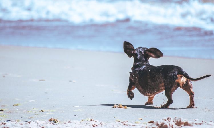 Cuidados básicos de un perro en verano