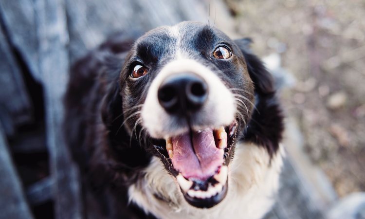 Conoce algunas curiosidades sobre la psicología canina