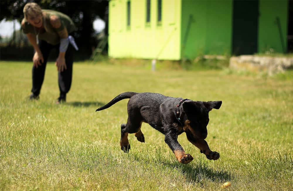 Perfil del educador canino: competencias y habilidades