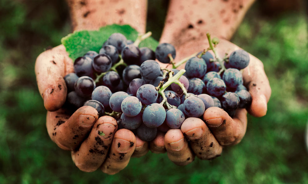 Descubre el proceso de elaboración del vino.