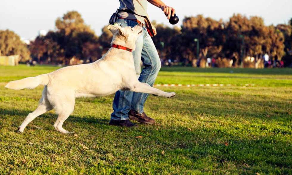 ¿Cuáles son los Objetivos del Adiestramiento canino? Técnicas
