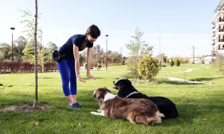 Descubre por qué estudiar adiestramiento canino