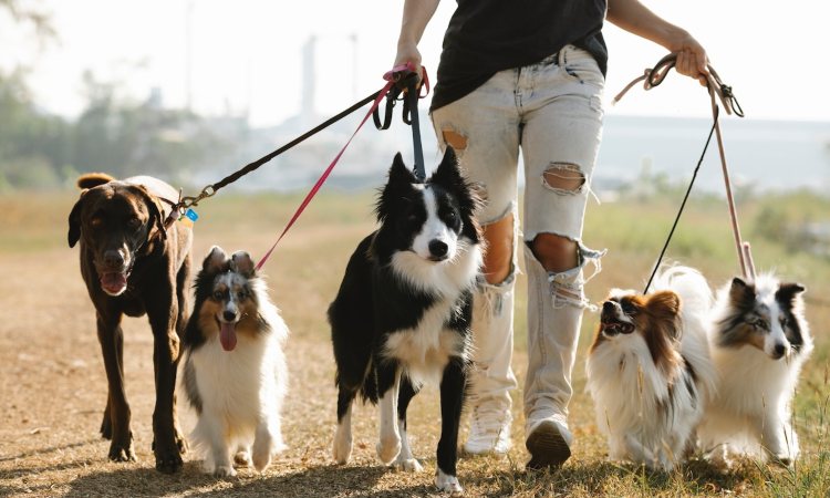 Qué es una guardería canina y qué servicios ofrece