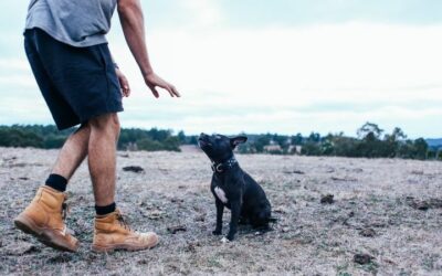 ¿Cuáles son las habilidades de un/a entrenador/a de perros?