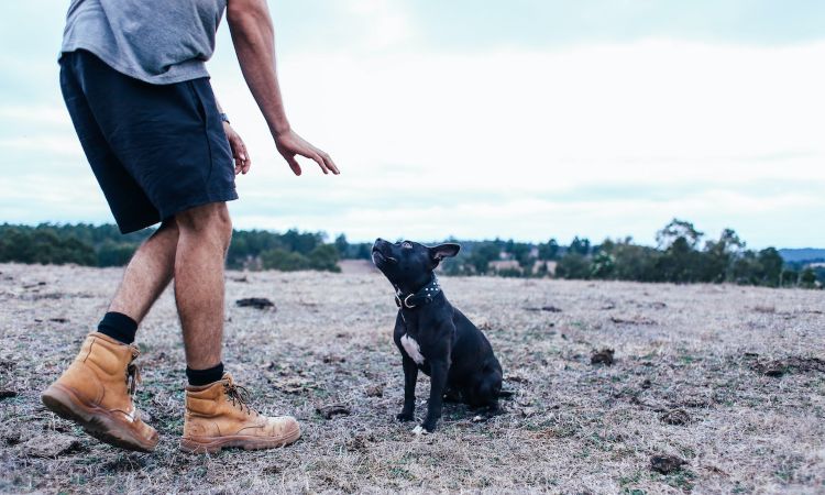 ¿Cuáles son las habilidades de un/a entrenador/a de perros?