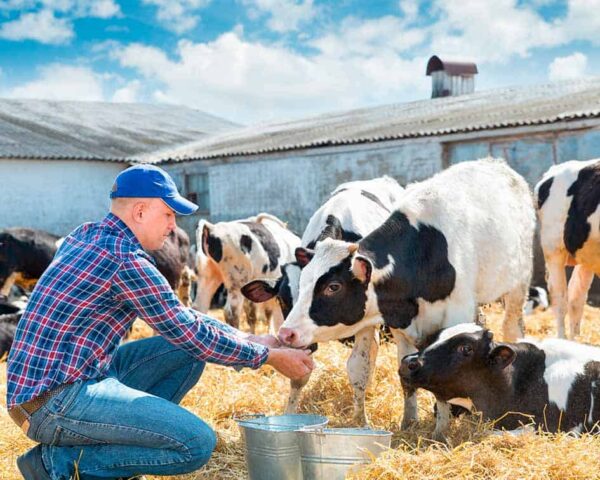 Estudia el Máster en Ganadería y aprende los cuidados esenciales de los animales de granja.