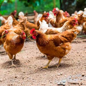 Estudia este doble Máster en Avicultura y aprende a gestionar una granja de forma sostenible