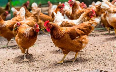 Estudia este doble Máster en Avicultura y aprende a gestionar una granja de forma sostenible