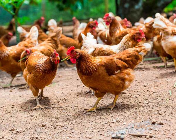 Estudia este doble Máster en Avicultura y aprende a gestionar una granja de forma sostenible