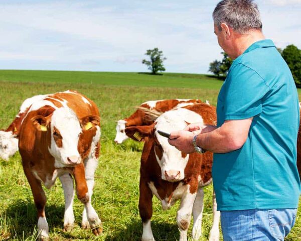 Máster en Perido Judicial en Control Sanitario y Ganadería Ecológica