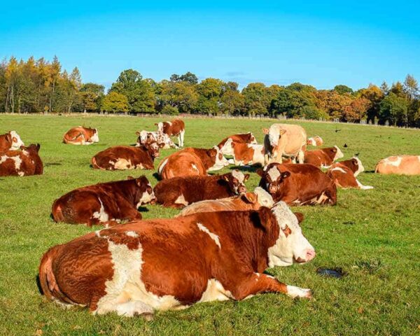 Máster en Ganadería Ecológica