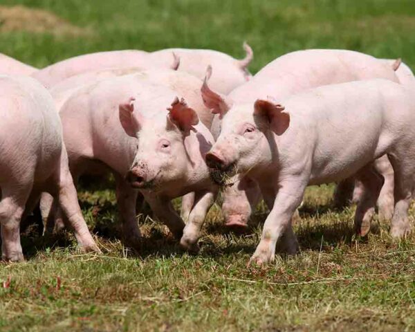 Estudia el Máster en Ganadería Ecológica + Máster en Producción Porcina de Reproducción y Cría y aprende a gestionar una granja sostenible con el medio ambiente.