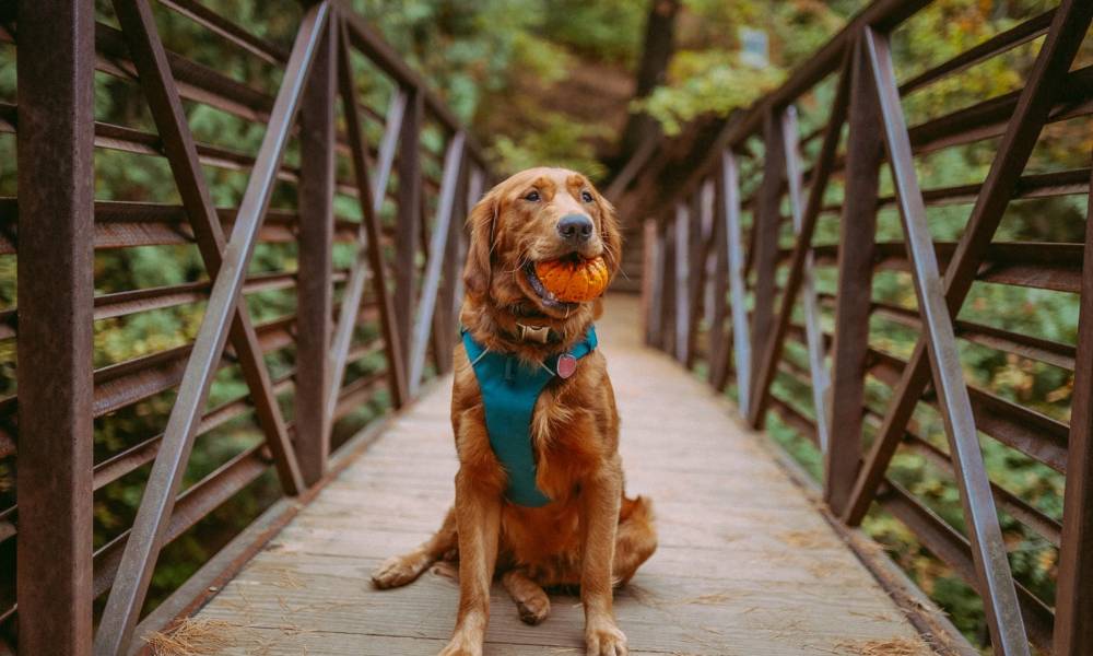 Obediencia canina: tips para saber educar a tu perro