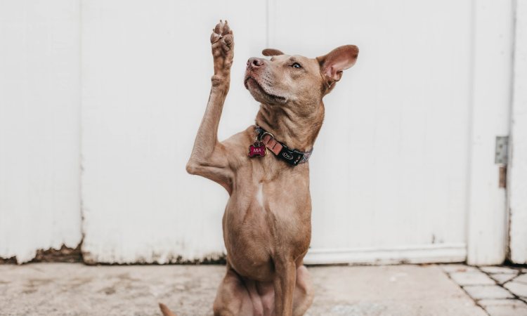 3 órdenes básicas de obediencia canina