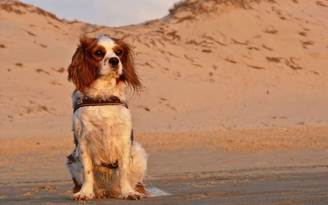 Perros en adopción: ¿qué opciones hay?