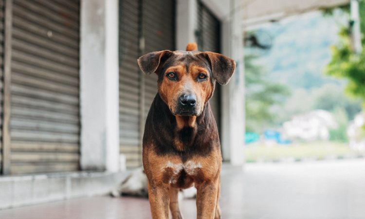 Te contamos los aspectos principales sobre psicología canina para garantizar el bienestar de tu mascota.