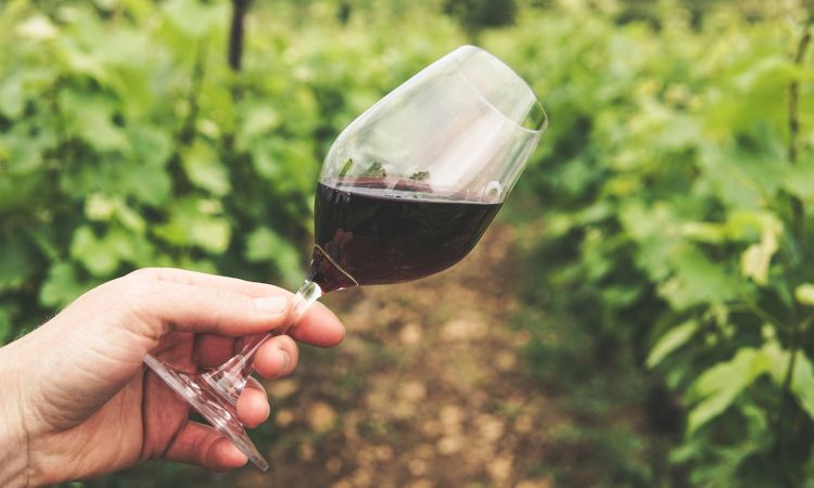Descubre qué son los sulfitos en el vino y cómo afectan
