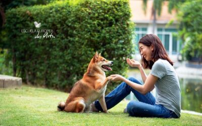 Cómo aplicar el refuerzo positivo en perros