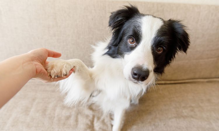 Cómo ser adiestrador canino: requisitos y formación imprescindibles