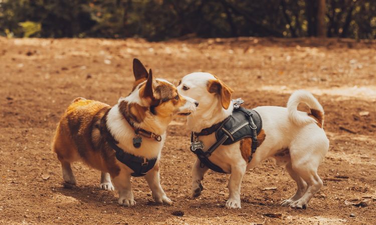 Descubre la importancia de la socialización de perros en este post