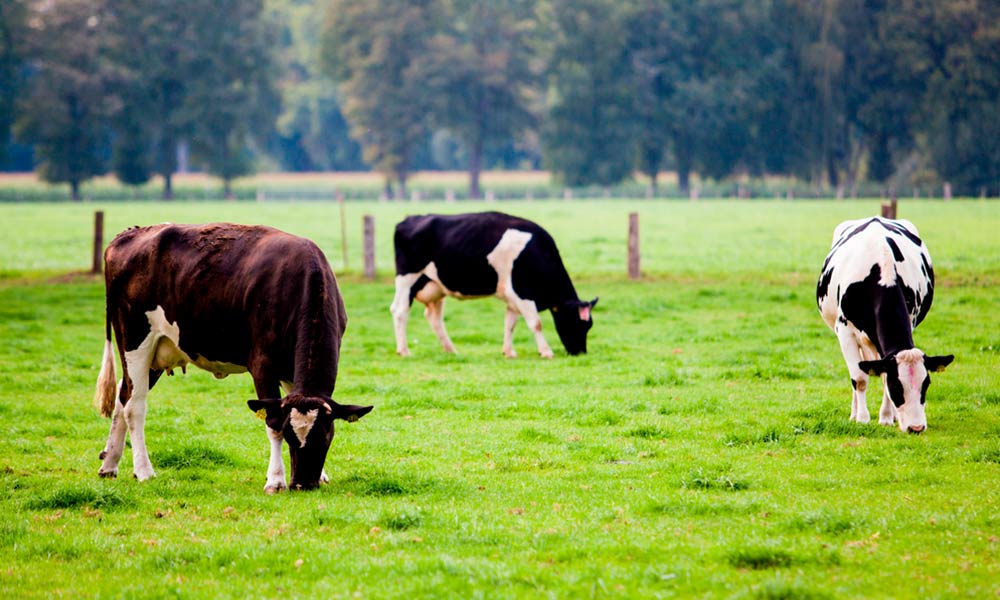 Las ventajas de la ganadería ecológica benefician tanto a los consumidores, como a los animales y ganaderos. Te contamos en qué consisten.