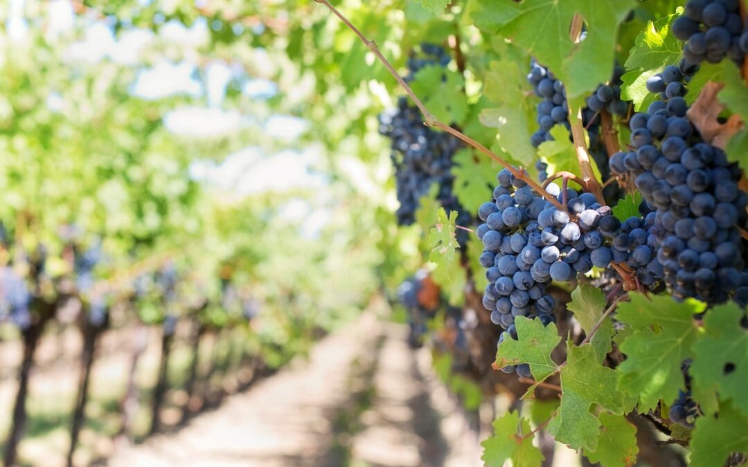 Descubre las funciones del viticultor y su formación
